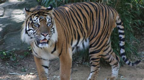 A Sex Tiger Has Arrived At The National Zoo Washingtonian Dc