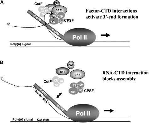 The Mammalian Rna Polymerase Ii C Terminal Domain Interacts With Rna To Suppress Transcription