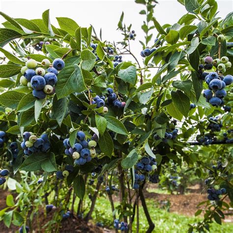 Preparing To Plant Blueberries Alabama Cooperative Extension System