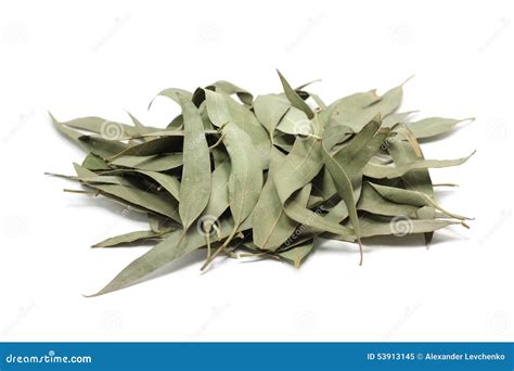 Dried Eucalyptus Leaves Stock Image Image Of Nature 53913145