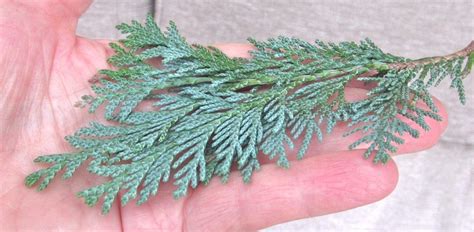 Conifer Leaf Key - Tree Guide UK Conifer tree identification by leaf shape