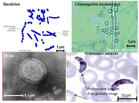 Religion Remarquable Exception Micro Organisme Svt Me Impression