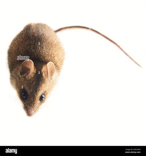Theriology Mouse Like Rodents Of Boreal Forests North East Of Europe