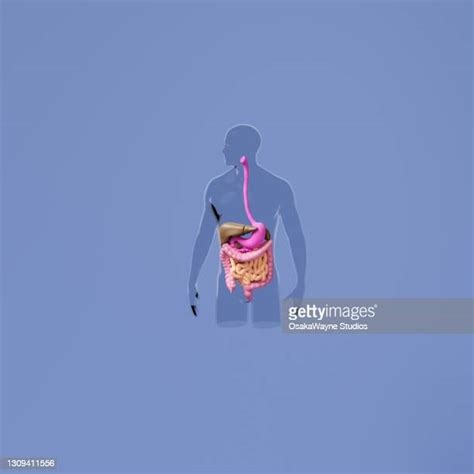 Intestinal Tract Stock Fotos Und Bilder Getty Images