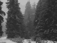 Snow In A Forest Snow And Trees GIF - Snow In A Forest Snow And Trees ...