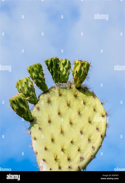 Giant Prickly Pear Hi Res Stock Photography And Images Alamy