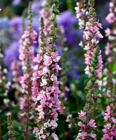 Bog plants: 15 moisture-loving plants for damp areas | Gardeningetc