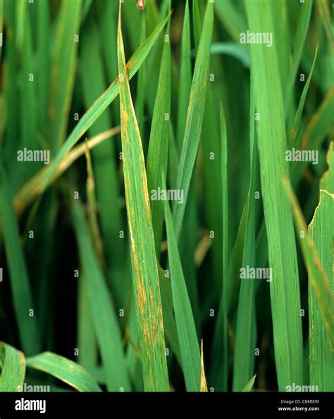 Bacterial Leaf Streak Xanthomonas Oryzicola Lesions On Rice Leaves