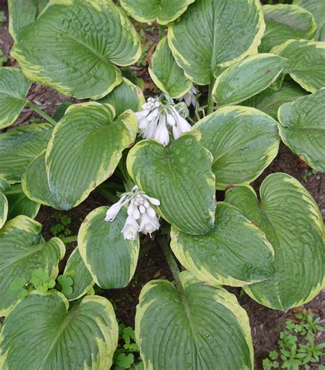 Hosta Frances Williams Frances Williams Hosta From Prides Corner Farms