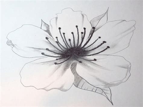 Free Sakura Flower Drawing, Download Free Sakura Flower Drawing png ...