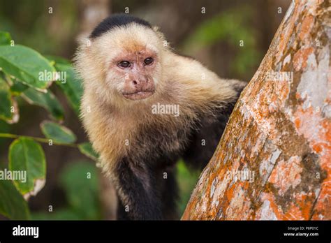 Tufted Capuchin Monkey Hi Res Stock Photography And Images Alamy