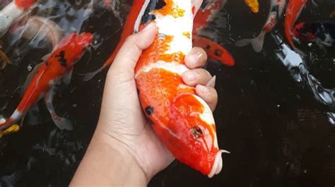 Ini Loh Daftar Penyakit Ikan Koi Beserta Cara Mengobatinya