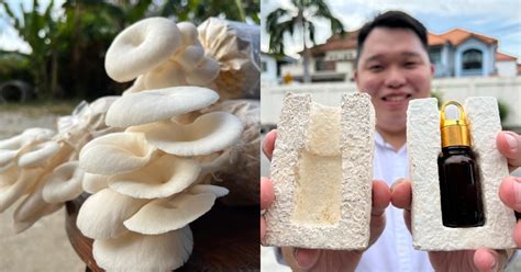 Mycopack Malaysian Eco Friendly Mushroom Waste Packaging