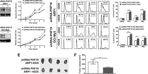 Phf Knockdown Inhibits Tumor Growth And Enhances Sensitivity To