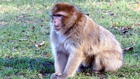 Rhesus Macaque Facts, Diet, Lifespan and Care of Baby Monkey