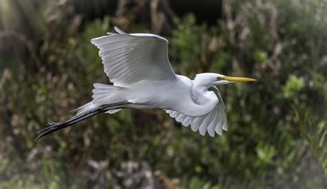 Great Egret Fly By This Very Elegant Flier Made A Pass An Flickr