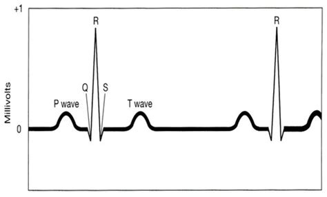 Ecg And Cardiac Cycle Flashcards Quizlet