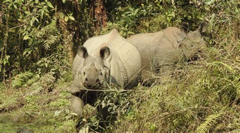 Rhino Conservation In Nepal For Teenagers Projects Abroad