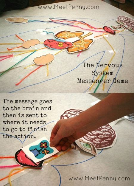 Nervous System Lesson Ideas With Printable Game For Apologiaworld