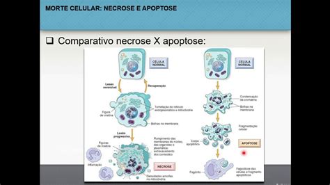 Necrose E Apoptose 6 6 Patologia Geral YouTube