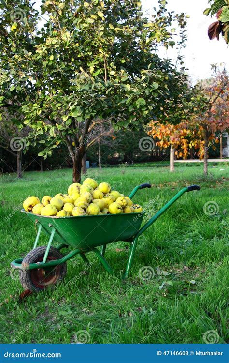 Beautiful Girl Collecting Fresh Fruit Stock Photo Image Of Farm