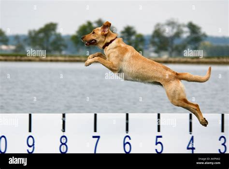 Yellow Labrador Retriever Jumping Off Dock In Competition Measuring