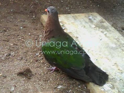 Burung Punai Tanah Uniaga Aviary