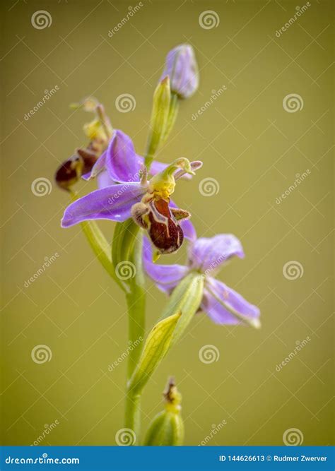 Flores Cor De Rosa Da Orqu Dea De Abelha Imagem De Stock Imagem De