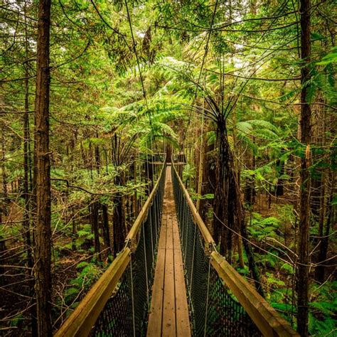 Ponte De Madeira Que Leva A Um Passeio Aventureiro No Meio Da Floresta