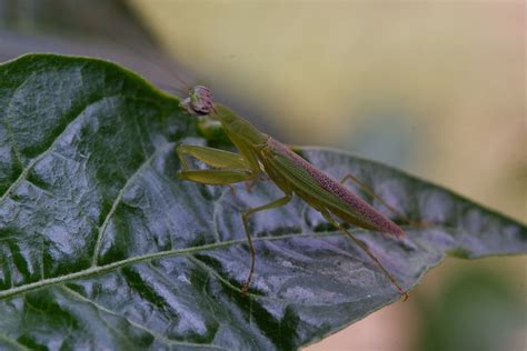 Insecto Mantis Hoja Foto Gratis En Pixabay Pixabay