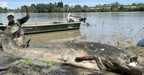 Bagre Gigante De Quase Metros Capturado Por Pescador Esportivo E