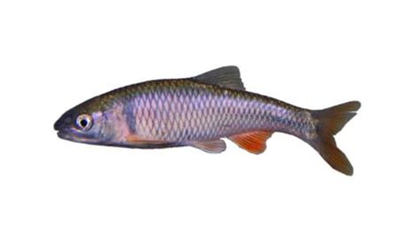 Fishing For Plateau Shiner Fish Species FishAngler