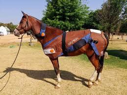 Used Bemer Horse Set - PEMF Therapy for Horses - Used Bemer For Sale