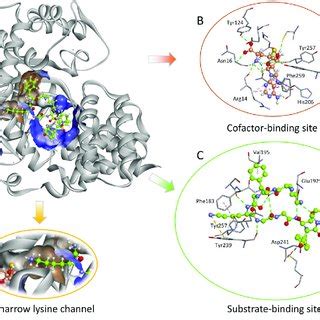 A The 3D Structure Of The SMYD3 Enzyme PDB ID 5CCM In Which The