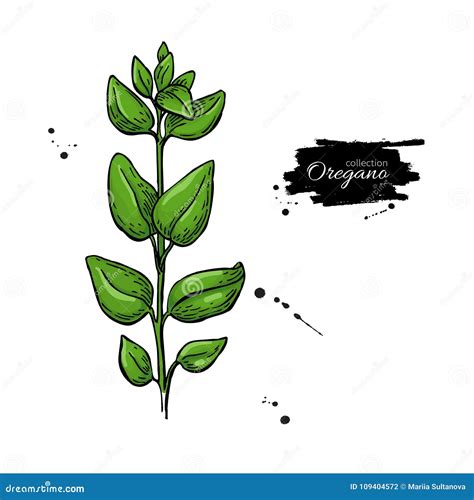 Oregano Vector Drawing Isolated Herb Plant Branch With Leaves Stock