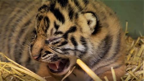 Adorable Tiger Cub Moments Part 1 | BBC Earth - YouTube