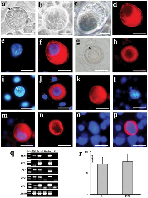 A Phase Contrast Images Of An Oocyte Like Cell With A GV Like