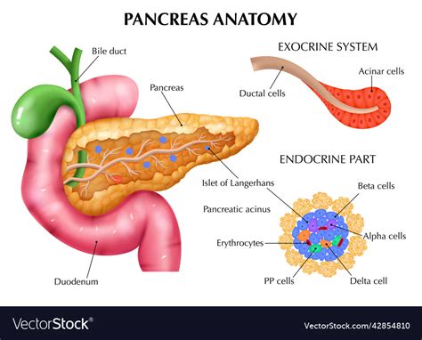 Anatomy of pancreas infographics Royalty Free Vector Image