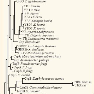 Phylogenetic Analysis Based On Sequences From Coldshock Domain Csd