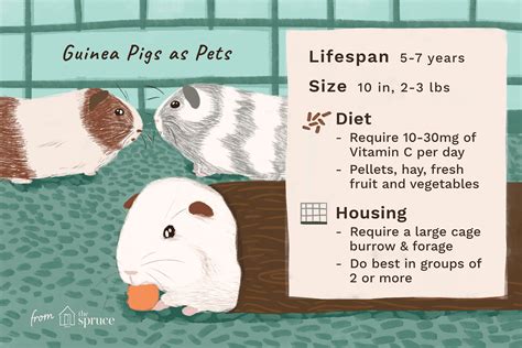 Keeping And Caring For Guinea Pigs As Pets