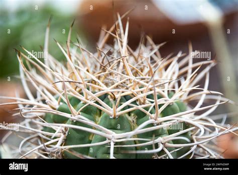 Detail Of Barrel Cactus Stock Photo Alamy