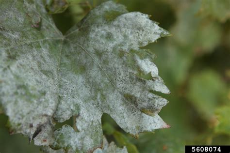 Powdery Mildew Erysiphe Necator