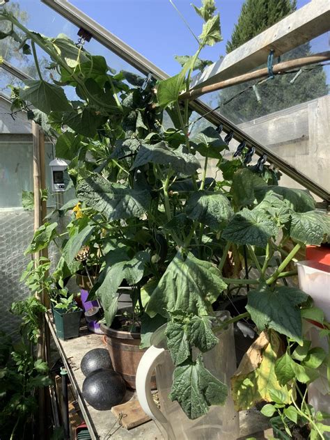 Gerry On Twitter Greenhouse Gone Mad In A Fortnight Got One