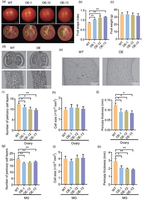 Tomato Fruit Shape Phenotypes Of BZR1 7 Overexpression Lines A