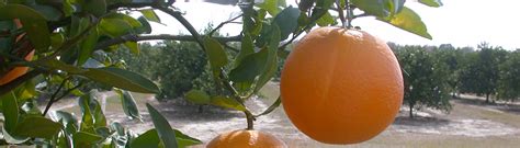 Citrus Research And Education Center Crec University Of Florida Institute Of Food And