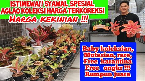 Istimewa Syawal Spesial Hadir Aglaonema Koleksi Harga Terkoreksi