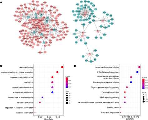 The Lncrna Mediated Cerna Network In Gdm And Functional Analysis Ranked