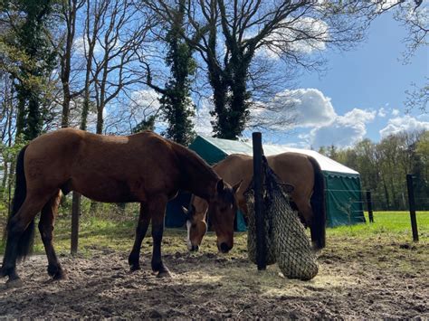 Hoe Voorkom Je Stress Bij De Verhuizing Van Je Paard Naar Een Nieuwe