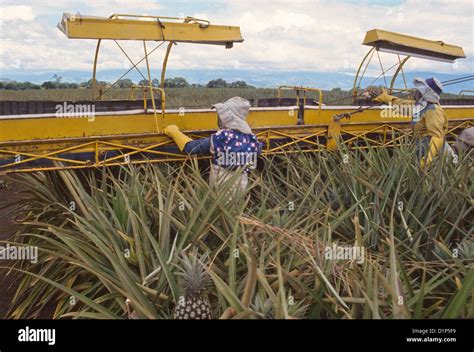 Agricultural workers at Del Monte pineapple plantation in Mindanao ...