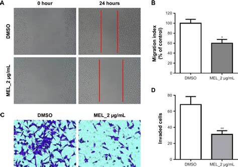 Mel Inhibits Lung Cancer Cell Migration And Invasion Notes A